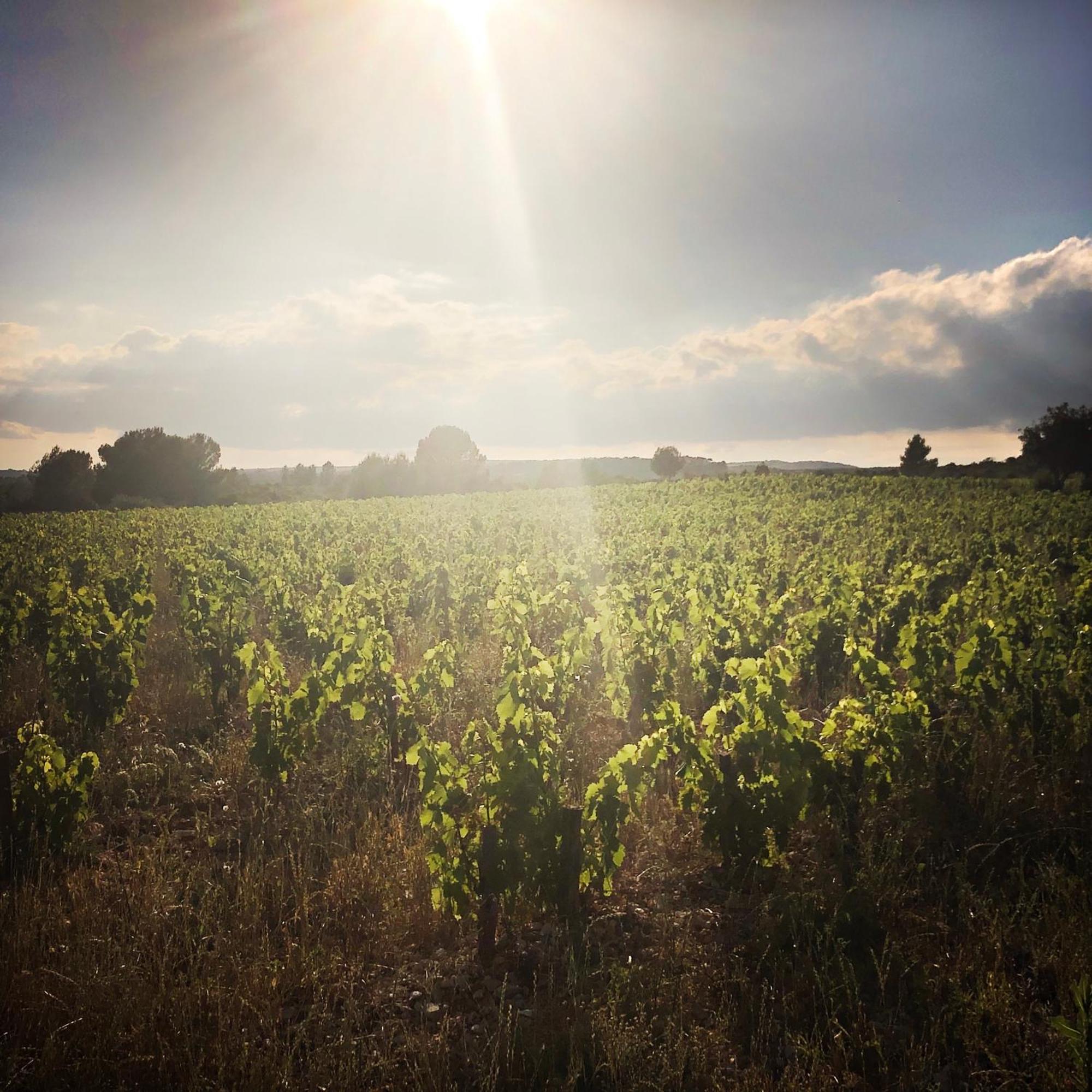 B&B Vigne Vierge Aigne  Exterior photo